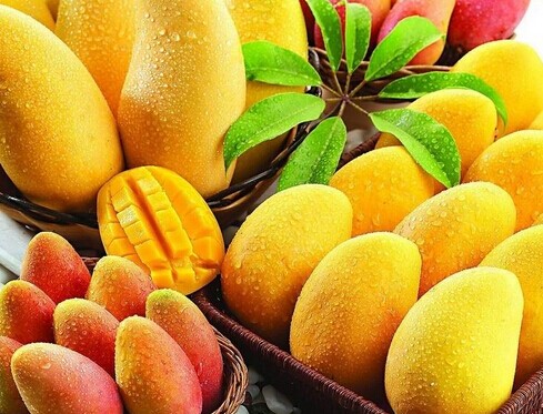 廣西大型芒果保鮮冷庫安裝設計，芒果冷庫保鮮貯藏技術(shù)方法